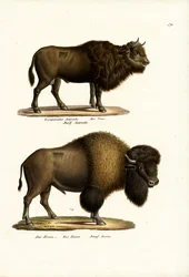 Aurochs, 1824